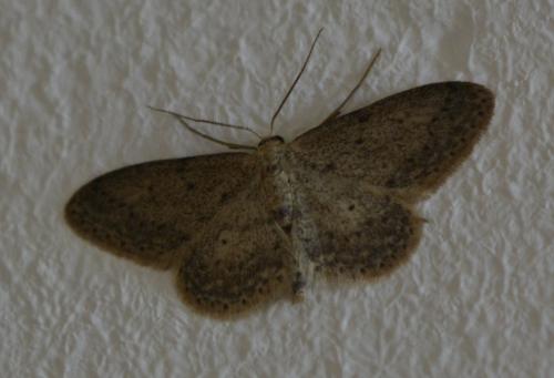 Réf. 282 025 : Idaea seriata